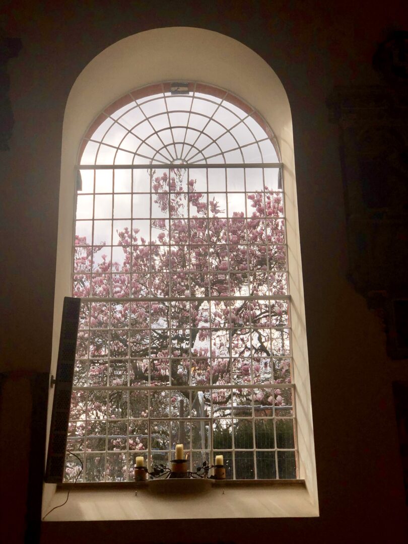 smm-window-with-magnolia